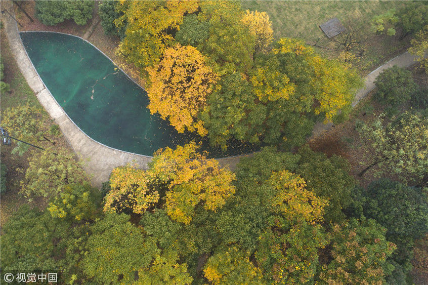 江苏淮安:古淮河湿地公园雨中艳秋如童话世界