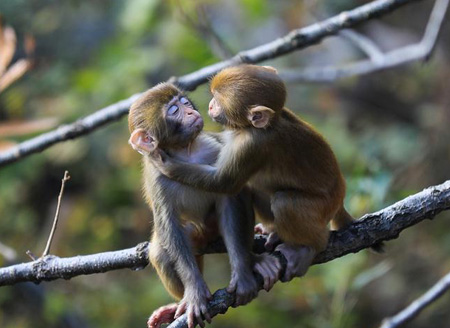 Monkeys play at Huaguo Mountain Scenic Area in Lianyungang, E China