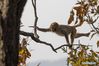 A monkey climbs up a tree at Huaguo Mountain Scenic Area in Lianyungang, east China's Jiangsu Province, Nov. 10, 2018. (Xinhua/Si Wei)