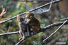 Monkeys play on a tree at Huaguo Mountain Scenic Area in Lianyungang, east China's Jiangsu Province, Nov. 10, 2018. (Xinhua/Si Wei)