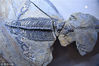 2018年11月11日，安徽省地质博物馆首次对外集中展示了该省区域内古生物化石的翘楚——巢湖龙动物群。