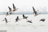 2018年11月12日，江苏淮安，一群大雁在龙庙湖湿地飞翔。