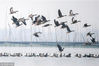 2018年11月12日，江苏淮安，一群大雁在七里湖飞翔。