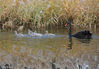 2018年11月10日，北京，随着圆明园水环境的日益改善，这里的网红黑天鹅家族逐渐壮大，近期新添了两窝宝宝，分别为三胞胎和五胞胎，它们在父母的带领下在湖中游弋觅食，成为初冬一道萌态十足的美丽风景，吸引过往游人观赏拍照。杜佳/视觉中国