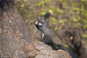 2018年11月13日，初冬时节，沈阳北陵公园里可爱的小松鼠们在树上跳上跳下，东躲西藏的忙着储备冬天的粮食。