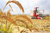2018年11月13日，江苏南通，由江苏南通大学生命科学学院在黄海之滨的通州湾采用生态种植的耐盐水稻（俗称“海水稻”）开始收割，试验种植的20多个品种水稻平均亩产八九百斤，其中4个品种亩产超千斤。