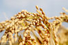 2018年11月13日，江苏南通，由江苏南通大学生命科学学院在黄海之滨的通州湾采用生态种植的耐盐水稻（俗称“海水稻”）开始收割，试验种植的20多个品种水稻平均亩产八九百斤，其中4个品种亩产超千斤。