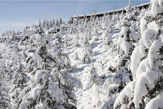 新疆阿勒泰持续降雪天气 将军山雪景美如画