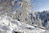 2018年11月13日，受西西伯利亚低槽东移南下的影响，新疆阿勒泰地区出现持续性降雪天气。雪过天晴后将军山森林公园银装素裹，玉树琼枝。