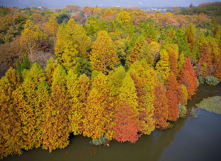Colorful view in Nanjing appeals to visitors