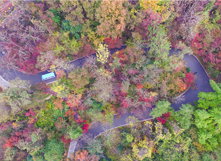 南京栖霞山枫叶美 色彩绚烂引客来