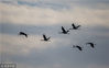 2018年11月14日，在江西九江鄱阳湖都昌湿地花海中拍摄的灰鹤。傅建斌/视觉中国