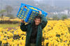 2018年11月15日，安徽省黄山市休宁县海阳镇的农民在采摘黄山贡菊。