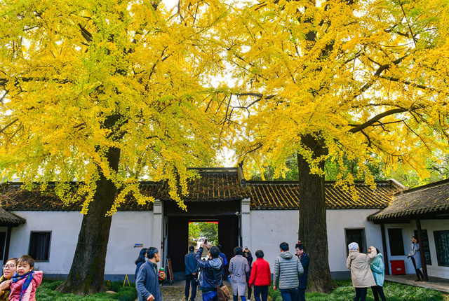 江苏扬州：史公祠百年银杏披金装吸引游客