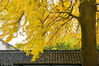 2018年11月17日，江苏扬州，在史可法纪念馆内，两颗百年银杏树披上黄金甲，吸引不少游客市民拍照留念。