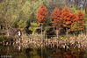 2018年11月17日，江苏淮安，古淮河国家湿地公园在冬日的映照下，美景如画，红枫醉人。