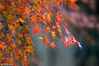 2018年11月17日，江苏淮安，古淮河国家湿地公园在冬日的映照下，美景如画，红枫醉人。