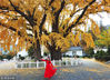 2018年11月17日，江苏连云港，游客在拍摄和欣赏千年古银杏树。
