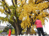 2018年11月17日，江苏连云港，游客在拍摄和欣赏千年古银杏树。耿玉和/视觉中国