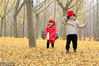 2018年11月17日，江苏徐州，两名儿童在邳州市铁富镇姚庄村银杏林游玩。