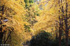 2018年11月17日，江苏省南京市，南京大学校园里的银杏美景。