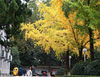 2018年11月17日，江苏省南京市，人们在南京大学校园里欣赏银杏美景。
