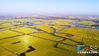  航拍江苏省农科院丹阳“南粳3908”百亩高产示范基地。新华网（施汉 摄）