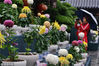 兰园兰苑布置了树状塔菊、半球型菊球和地被菊近5000盆，在展现菊文化内涵的同时，更好地营造出“花中四君子”的花卉景观。