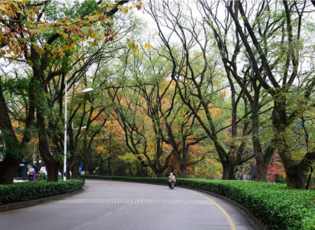 南京：灵谷寺雨后植被颜色斑斓 景色醉人