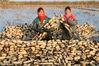 2018年11月19日，江苏连云港，在灌云县图河镇兴隆村，农民在收获莲藕。