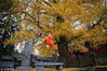 2016年11月11日，河南省嵩山少林寺内，在一千五百多年银杏树下，几名少林武僧在飞练少林武术。视觉中国冯威锋
