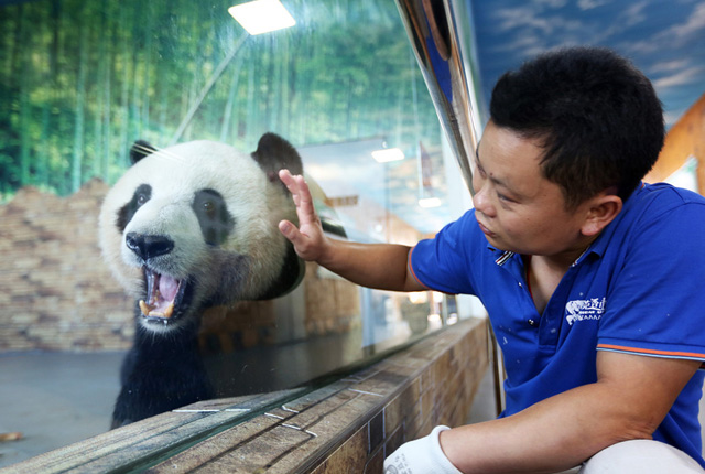 图片故事：熊猫“铲屎官”的日常生活