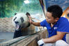 2018年10月27日，广东东莞，寮步香市动物园，熊猫饲养员朱明胜正在和熊猫珍大互动。