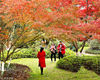 2018年11月17日，南京栖霞山秋景，人们常说“春牛首秋栖霞”，深秋的栖霞山，满山红遍，五彩缤纷，着实美不胜收。来栖霞山赏秋的人络绎不绝。