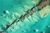 2015年7月19日，从国际空间站上拍摄的巴哈马群岛。barcroftmedia/视觉中国