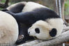 2018年11月22日，南京，正在睡觉的中国国宝大熊猫。