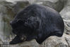 2018年11月22日，南京，一只黑熊趴在石头上酣睡。