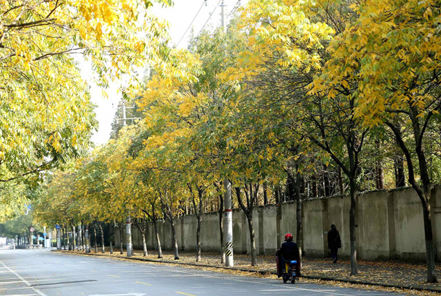 落叶不扫 上海29条景观道路进入最佳观赏期