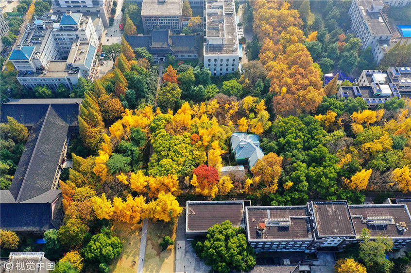 初冬季节 南京大学校园美若画卷