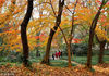 2018年11月22日，南京中山植物园红枫岗上的红枫林，深秋时节，层林尽染，五彩缤纷。吸引众多游客和摄影人前来观赏拍照。