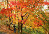 2018年11月22日，南京中山植物园红枫岗上的红枫林，深秋时节，层林尽染，五彩缤纷。吸引众多游客和摄影人前来观赏拍照。