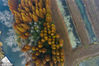 2018年11月25日，航拍江苏淮安金湖水上森林公园。从空中俯瞰，成片的水杉林湿地美成了一幅油画。