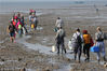 2018年11月26日，大批市民在青岛胶州湾沧口海滩赶海。