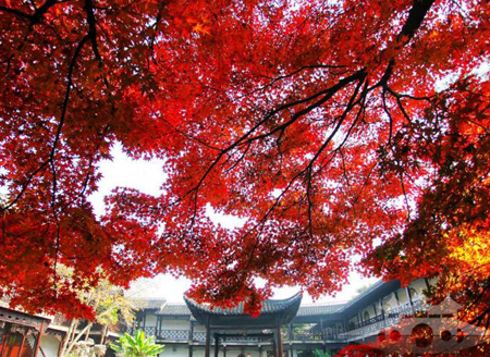 初冬时节，扬州何园迷人“枫景”醉游人