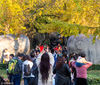 2018年11月2日，南京，金秋时节，明孝陵神道上的银杏树迎来最佳观赏季，金黄的树叶吸引众多游客前来游览。
