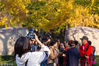 2018年11月2日，南京，金秋时节，明孝陵神道上的银杏树迎来最佳观赏季，金黄的树叶吸引众多游客前来游览。