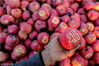 2018年10月27日，辽宁丹东。合隆满族乡翟家堡村。图为柳鸿裕展示带福字的苹果。