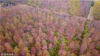 2018年11月3日，江苏省扬州市江都区的“花木大道”色彩斑斓的美丽秋景（无人机拍摄）。