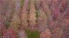 2018年11月3日，江苏省扬州市江都区的“花木大道”色彩斑斓的美丽秋景（无人机拍摄）。孟德龙/视觉中国
