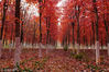 2018年11月3日，在北京昌平区沙河水库边种满了美国红枫、榉树、元宝械等彩叶树，一到秋天红彤彤金灿灿，甚是壮观。